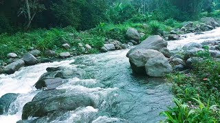 Forest River Sounds  Water Flowing Sounds  Short Relaxing  For Sleep amp Meditation [upl. by Lezlie637]