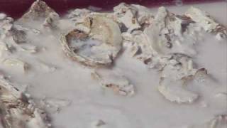 Lime Mortar  using oyster shells for historic preservation [upl. by Niamrej]