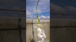 Gladiolus flower bloom 1st time gardenyoutubeshorts gladiolusshortsfeed101rakshabandhanrakhi [upl. by Dloreh668]