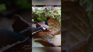 The Bornean Red Leech The RuthlessHunter Wildlife Documentary in Hindi [upl. by Ivon]