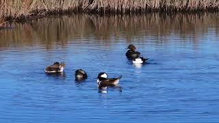 A Pair of PiedBilled Grebes amp Many Hooded Mergansers [upl. by Rubie716]