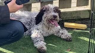 LAGOTTO ITALIANO  WOEFKESRANCH [upl. by Natka18]