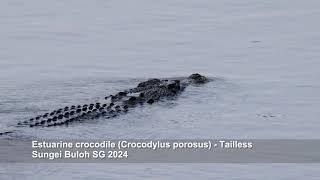 Estuarine crocodile Crocodylus porosus  Tailless  Sungei Buloh nature [upl. by Chatwin]