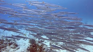 SCUBA Diving in Akumal Mexico [upl. by Amalee]