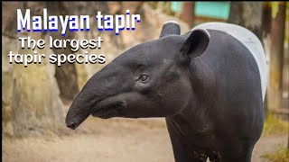 Malayan tapir Facts amp info [upl. by Edith]