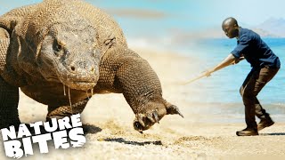 Face to Face with a Giant Komodo Dragon  Nature Bites [upl. by Anide850]