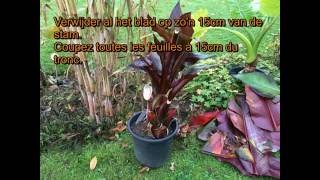 Ensete ventricosum Maurelli winterbescherming [upl. by Meade717]