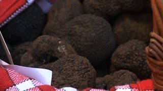 La qualité des truffes affectée à cause de la sécheresse [upl. by Anahsohs941]