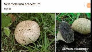 Scleroderma areolatum [upl. by Carmela735]