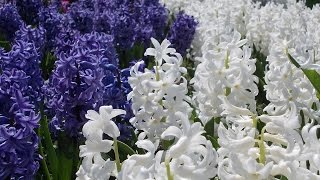 Amazing and Most Beautiful Hyacinth Flowers Pictures [upl. by Sammie]