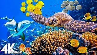 3 HOURS of 4K Underwater Wonders  Relaxing Music  Coral Reefs amp Colorful Sea Life in UHD [upl. by Shanan]