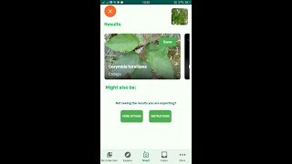 PlantSnap identifies a Cadaga Corymbia torelliana [upl. by Lavinia]