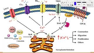 Calcium Signaling Lecture [upl. by Shoshana]