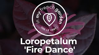 Un arbuste à feuillage pourpre  Le Loropetalum Fire Dance [upl. by Nnyliak]