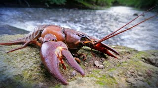 CETTE RIVIÈRE EST ENVAHIE PAR LES ÉCREVISSES AMÉRICAINES PÊCHE À LÉCREVISSE 🎣 [upl. by Sanjay]