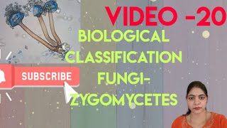 Biological Classification l FungiZygomycetes l Class 11 NCERT NEET Biology l [upl. by Osbourne]