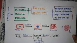 CHEMICAL CARCINOGENESIS  NEOPLASIA STAGES  DIRECT OR INDIRECT CARCINOGEN  oncogenesis [upl. by Lynnea]