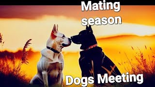 Mating season  Dog Noise for mating wildlifeanimalsofsindh [upl. by Odnamra483]