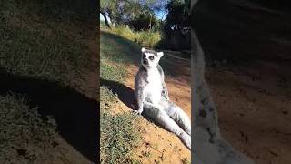 GOOD MORNING 😎 The ringtailed macauco Lemur Catta Lin RabatzooMa [upl. by Awahsoj]