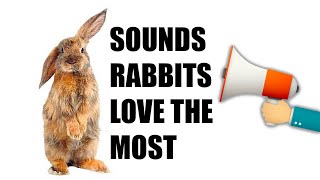 11 Sounds Rabbits Love the MOST [upl. by Besnard508]