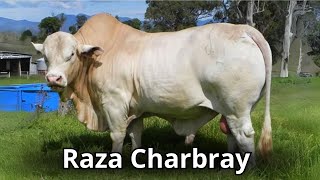 Raza de ganado Charbray Características y Beneficios de esta Raza Bovina [upl. by Ryhpez]