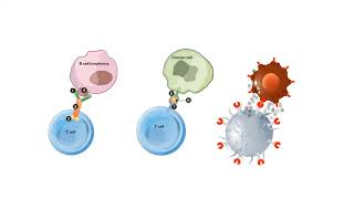 B CELLS and T CELLS EXPLAINED [upl. by Newhall517]