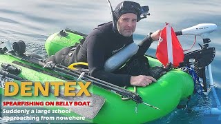 BELLY BOAT SPEARFISHING DENTEX WITH PATHOS SNIPER ROLLER [upl. by Frechette]