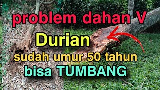 durian umur 50 tahun tumbang [upl. by Atenik]