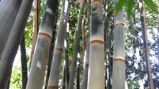 Dendrocalamus brandisii Bamboo  HD 01 [upl. by Lebezej]