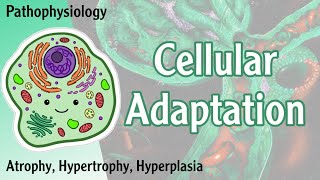 Pathophysiology  Cellular Adaptation  Atrophy Hypertrophy Hyperplasia Hani Laith شرح [upl. by Bonaparte856]