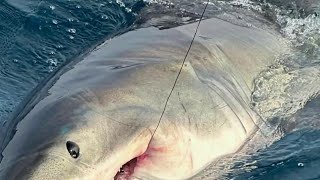 Family hooks great white shark on Florida vacation [upl. by Andrei617]