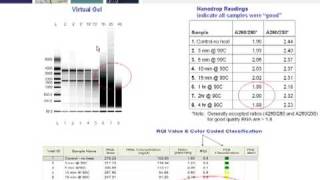 Key Steps for Generating RealTime PCR Data the Conforms to MIQE Guidelines Part 2 of 4 [upl. by Enovad234]