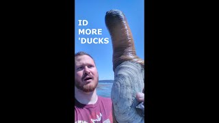 Geoduck vs Horse Clam ID [upl. by Cirone]