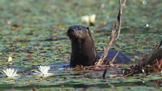 Panasonic G9  Olympus 300mm f4  Otters and beavers in slow motion [upl. by Eveiveneg]