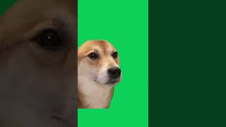 Green Screen Im Listening Dog Meme  Confused Nodding Agree Dog Meme COPYRIGHT FREE shorts [upl. by Kordula]