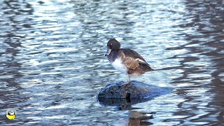 A female Tufted duck grooming on the small island🦤🩵🪶🪽🦆 [upl. by Parrish580]