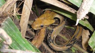 Dog Toothed Cat Snake  Boiga cynodon  Thailand Catch and Release [upl. by Enahsed]