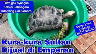 Ternyata Ada Yang Jual Kura kura Aldabra di Pasar Hewan Jatinegara [upl. by Harshman]