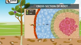 Transport of Water and Salts in Plants  Science [upl. by Kenton779]