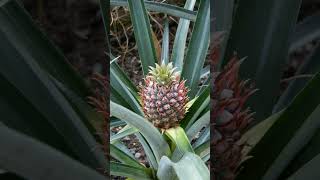 🌾☆¹⁰•² Pineapple Ananas comosus in Pineapple Family Bromeliaceae [upl. by Viradis]