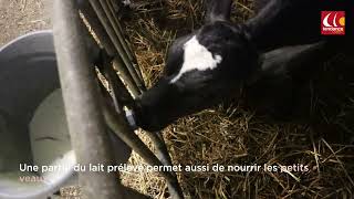 Dans la peau dune agricultrice pour la traite des vaches à CreullysurSeulles [upl. by Aruon]