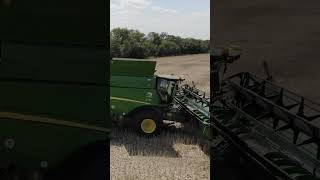 Canola Fields Transformed by Harvesting Giants [upl. by Arej982]