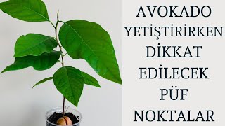 Avokado Ağacı Yetiştirmenin Püf Noktaları Nelerdir [upl. by Lupita]