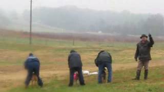 MAWA Basenji Lure Coursing [upl. by Swayder468]