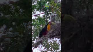 Tucano de Bico Verde Mexendo no Ninho e Procurando Ovo  Ramphastos dicolorus  Olha a Natureza [upl. by Jeff]