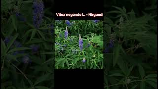 Nirgundi  Vitex negundo L [upl. by Ttennaej]