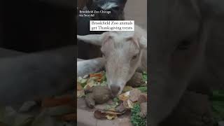 Animals Enjoy ThanksgivingThemed Enrichment at Brookfield Zoo Chicago [upl. by Marienthal]