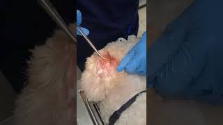 Severe dog ear hair matts earhair matts dogmatted veterinarian gross painful satisfying [upl. by Ihcalam]