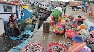 BANDAR FISH MARKETviralvideo fish trending food love travel business money mercedes gaming [upl. by Isbel]