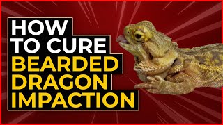 How To Cure Bearded Dragon Impaction Plus Prevention Advice [upl. by Grazia]